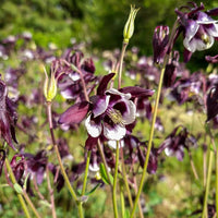 William Guiness Columbine