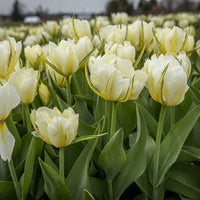 White Valley Tulip Seeds