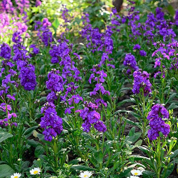 Delphinium Grandiflorum Flower Seeds Home Gardening Bonsai Garde