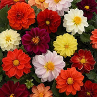 Dahlia Unwin Hybrids Mixed Color Seeds