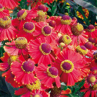 Red Jewel Helenium