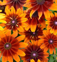 Black Eyed Susan- Autumn Colours