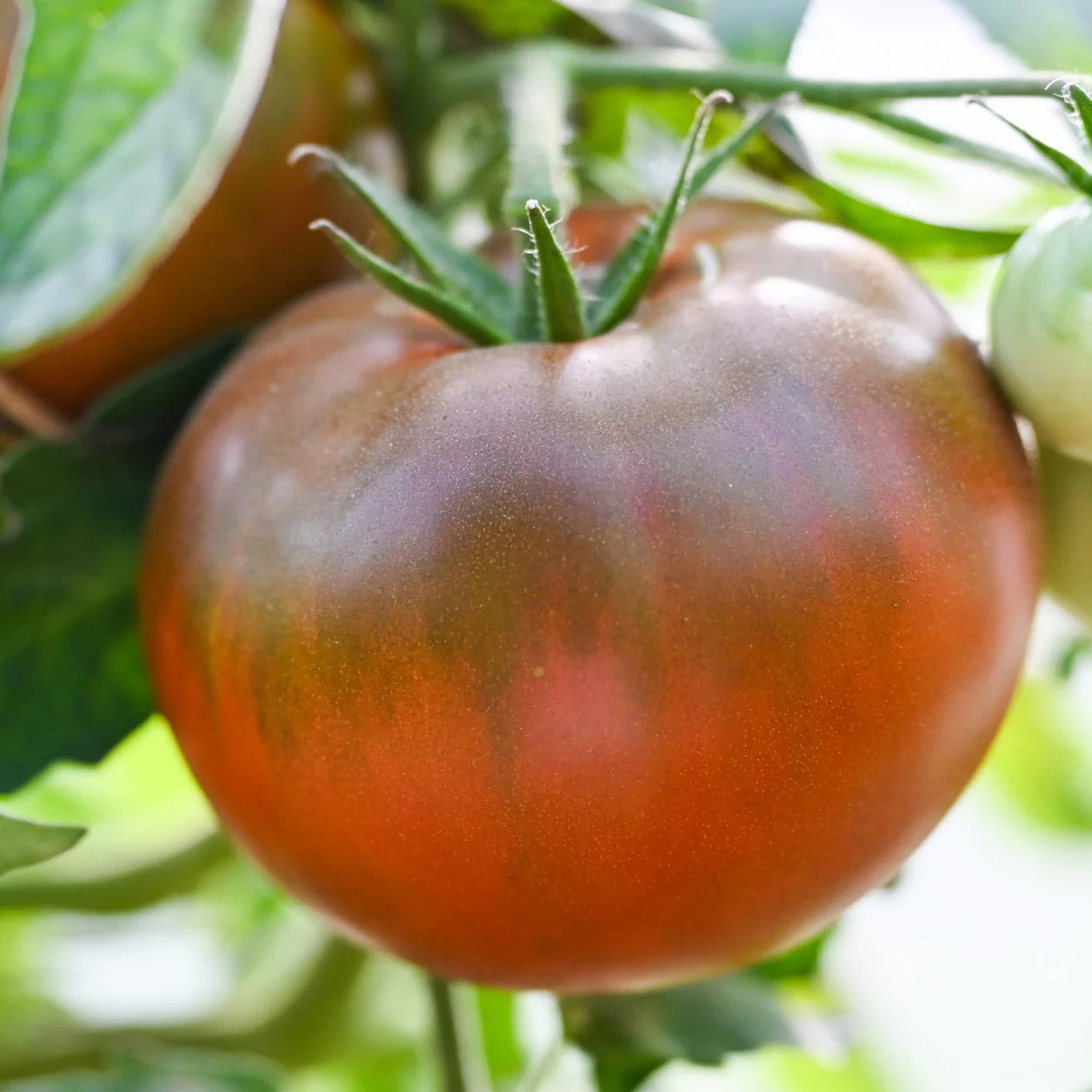 Black Angel – Organic Tomato Seed