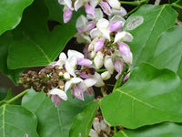 Pongamia Pinnata Seeds