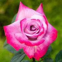 Angelic Veil Hybrid Tea Rose