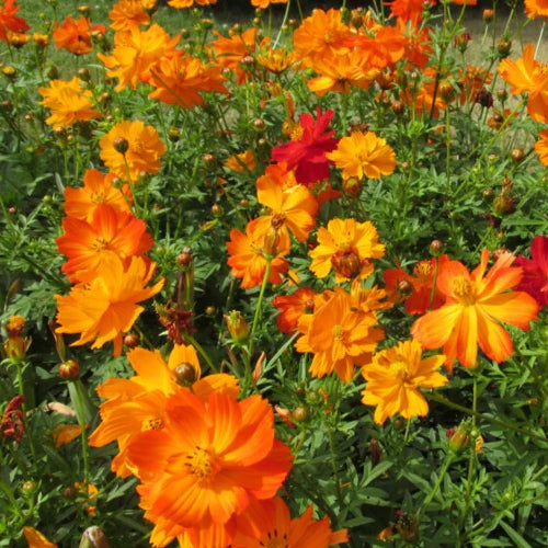 Cosmos Orange Seeds