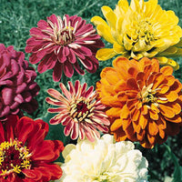 State Fair Mix – Zinnia Seed