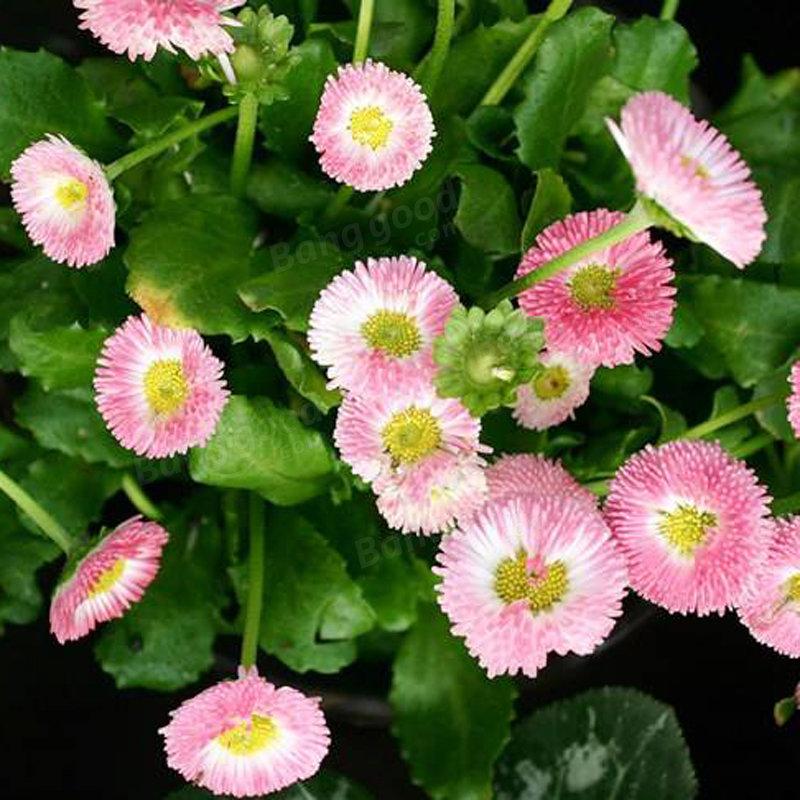 Strawberry Ice Cream Little Daisy Seeds Bonsai Plants Seeds