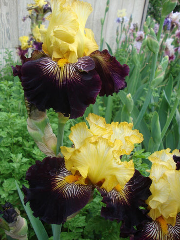 Bearded Iris- Reckless Abandon