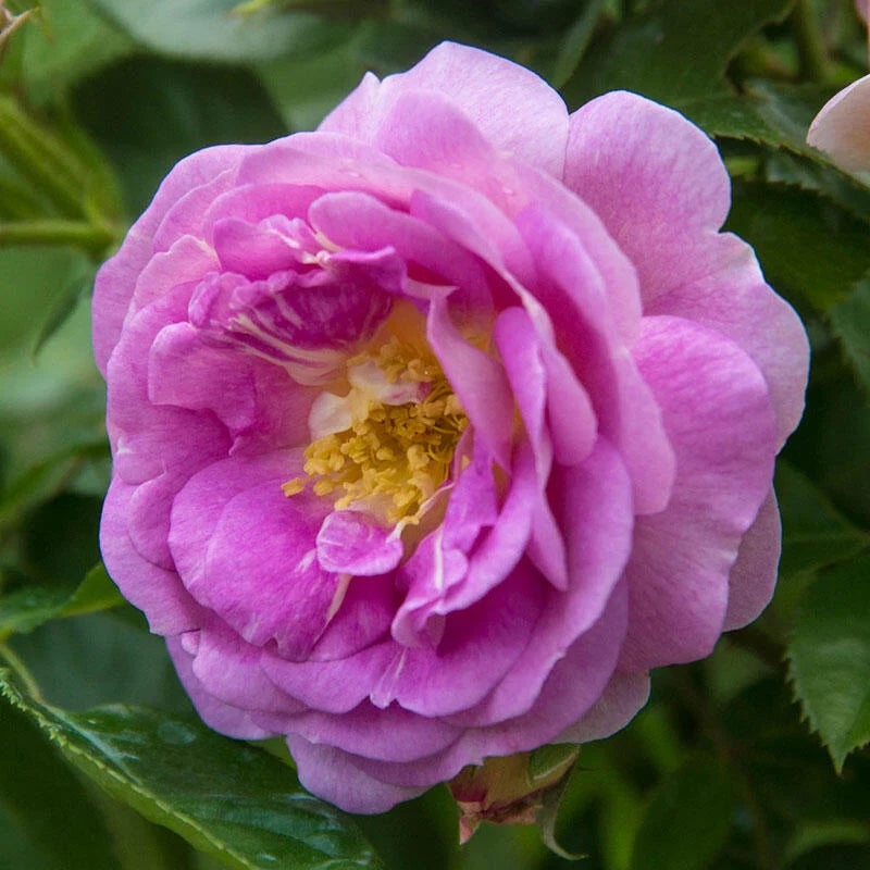 Arctic Blue Floribunda Rose