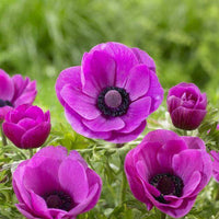 Anemone- De Caen Pink