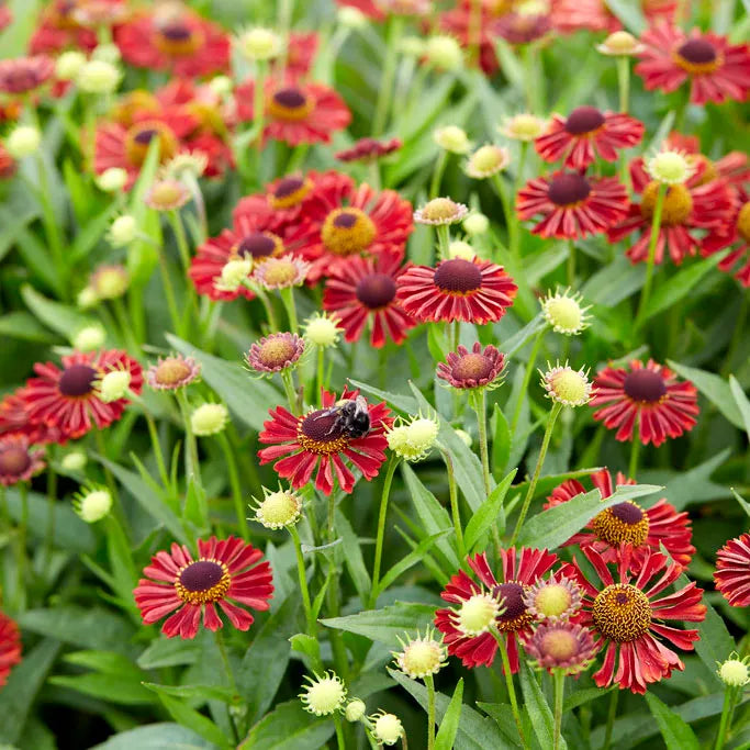 Siesta Dwarf Helenium