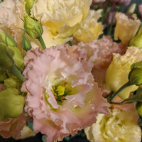 Voyage 2 Champagne – Lisianthus