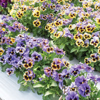 Frizzle Sizzle Yellow-Blue Swirl – Viola Seed