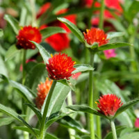 Gomphrena Haageana Strawberry Seeds