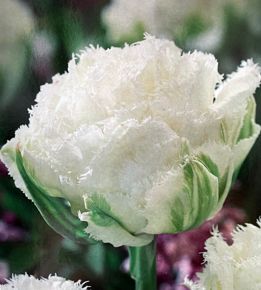 Whipped Cream Tulip Seeds