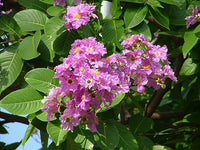 Lagerstroemia Speciosa Seeds