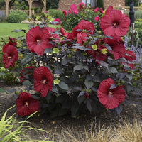 Holy Grail Hibiscus