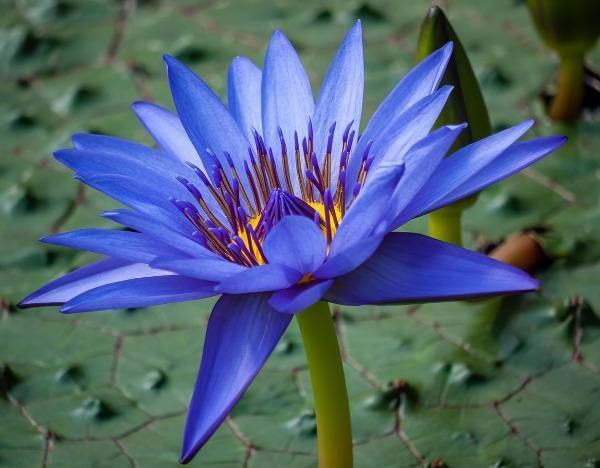 Nymphaea Caerulea China Water Lily Pad Flower Pond Seeds