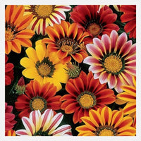 Gazania Sun Shine Mixed Color Flower Seeds