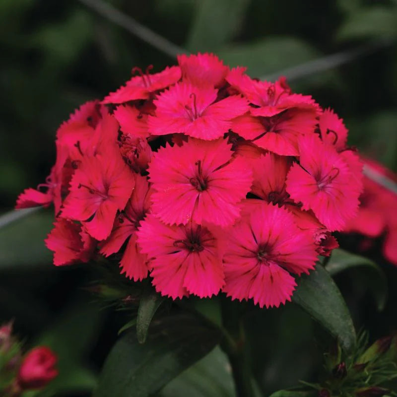 Amazon Neon Cherry Dianthus Seed