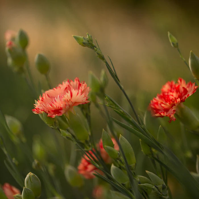 Chabaud Orange Sherbet – Dianthus Seed