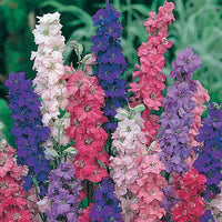 Larkspur Imperial Mixed Color Flower Seeds