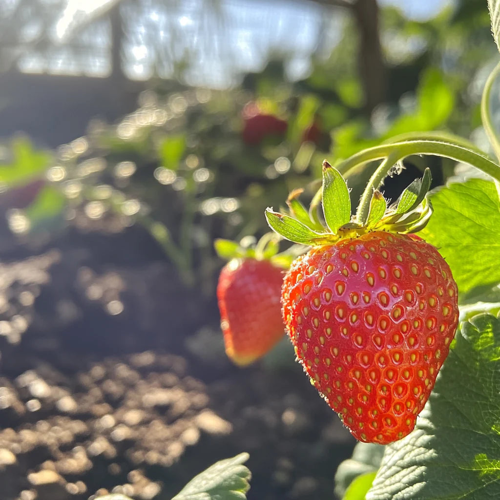 Albion – Spring-Planted – Organic Strawberry Seed