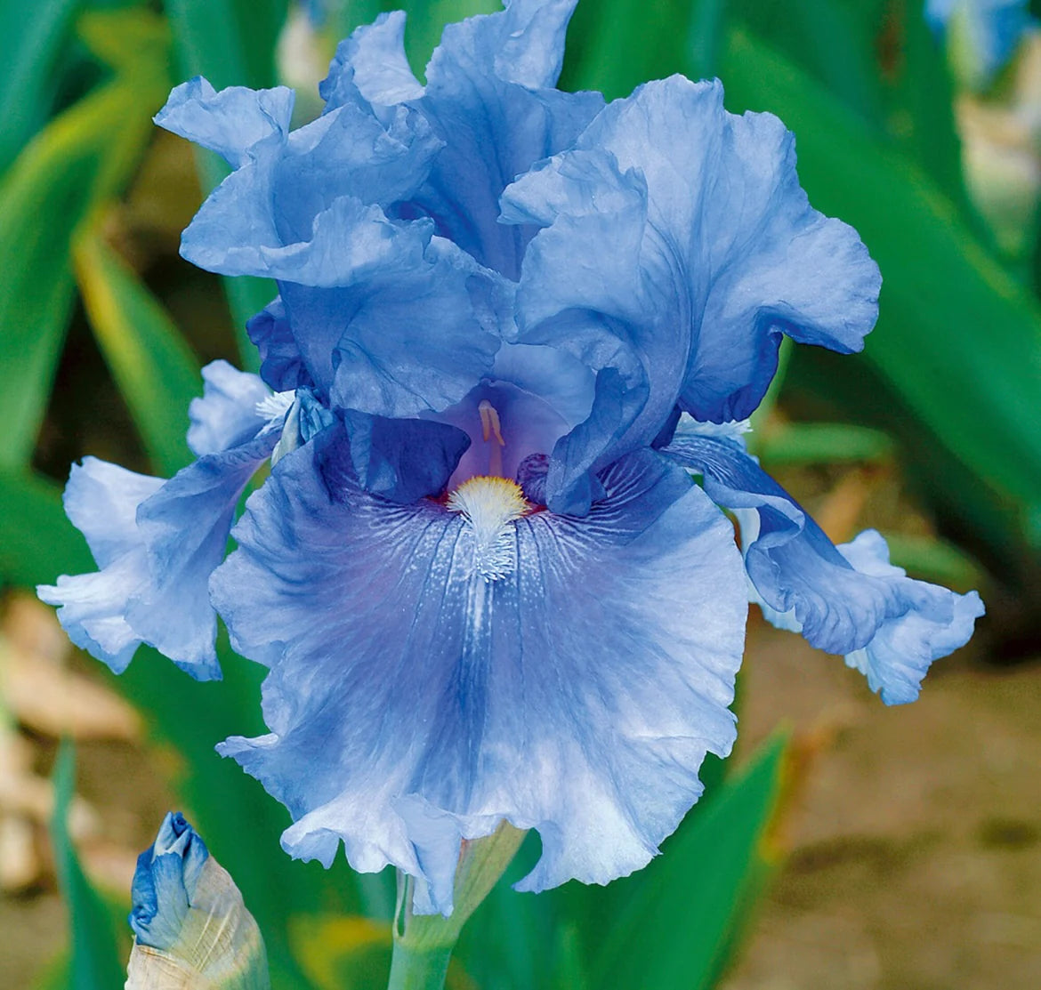 Forever Blue Dwarf Reblooming Bearded Iris