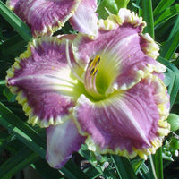 Bestseller Reblooming Daylily