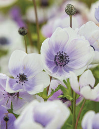 Anemone- De Caen Blue Bicolour