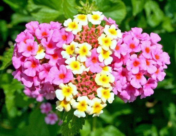 Lantana Camara Seeds