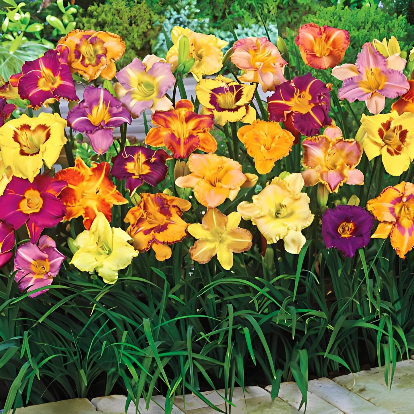 Dwarf Reblooming Daylily Mixture