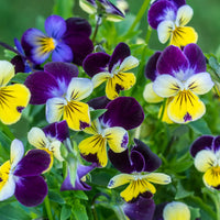 Pansy Viola Johnny Jump Up Flower Seeds