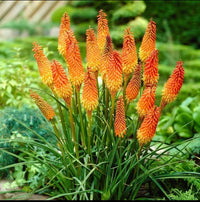 Alcazar Red Hot Poker