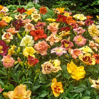 Reblooming Daylily Mixture