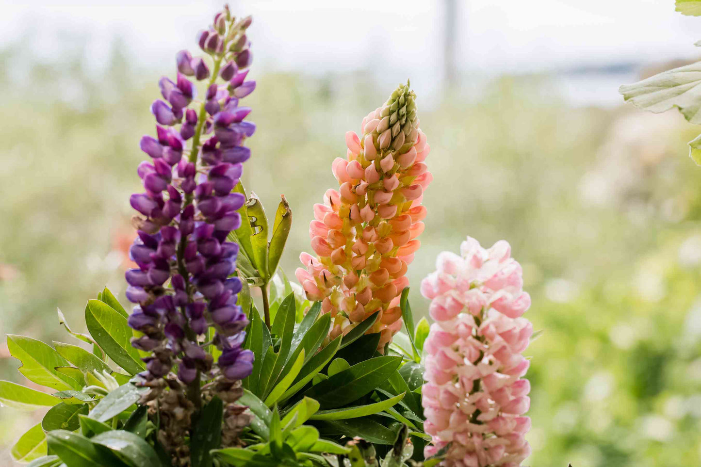 Colorful Rainbow Lupine Plants Russell Lupinus Beauty Flower