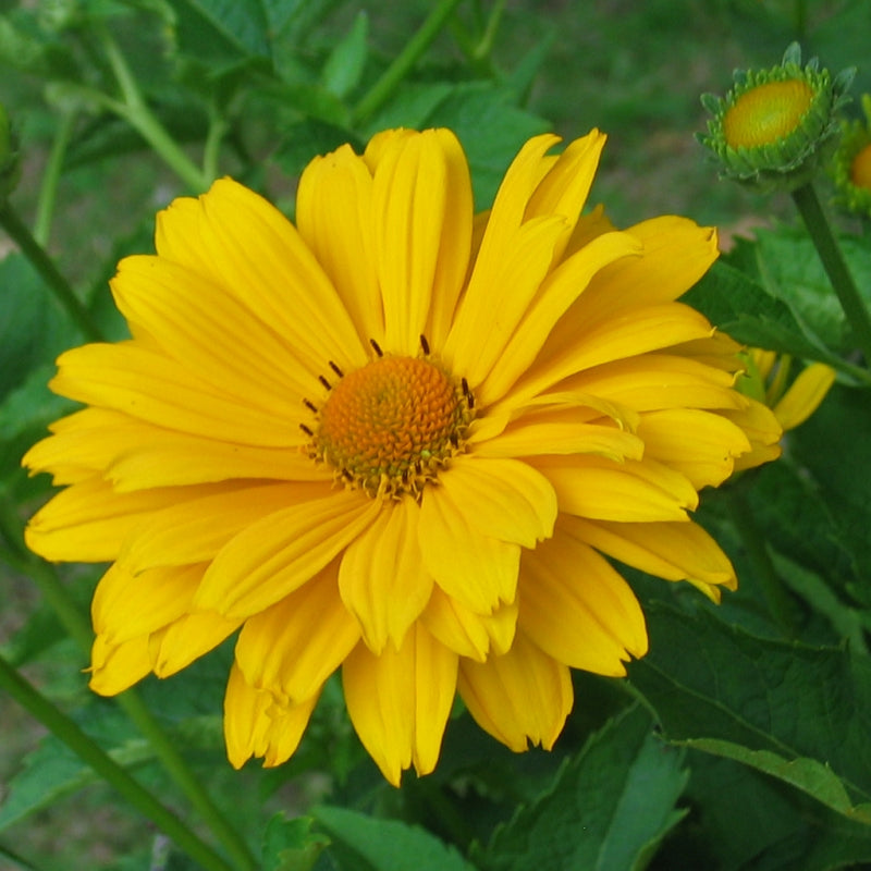 Venus False Sunflower