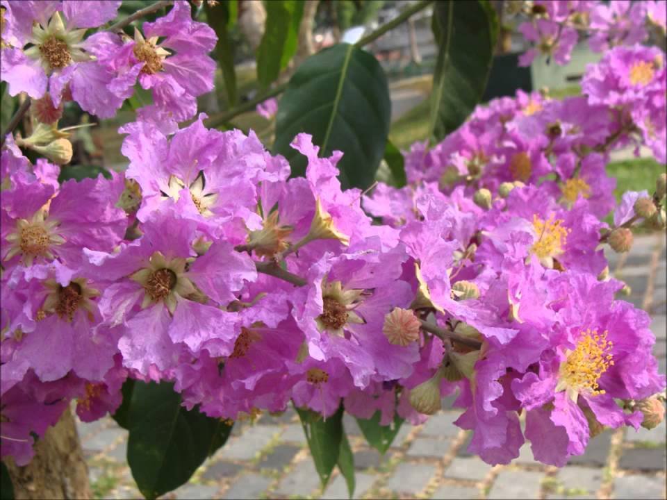 Lagerstroemia Floribunda Seeds