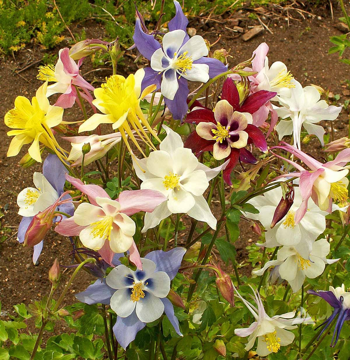 McKana Giants Mix – Columbine Seed