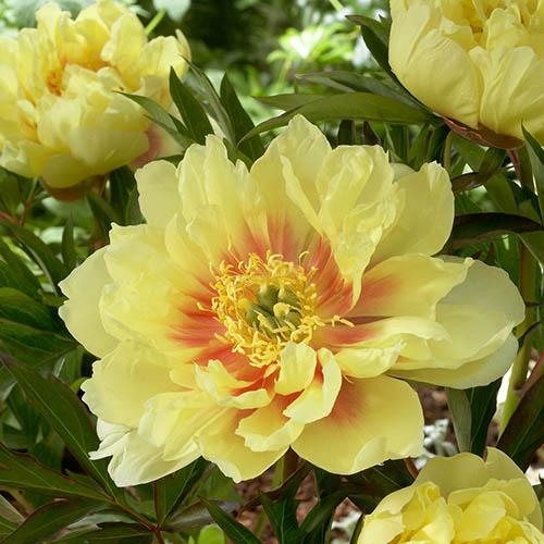 Bartzella Itoh Peony