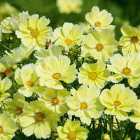 Cosmos Yellow Seeds