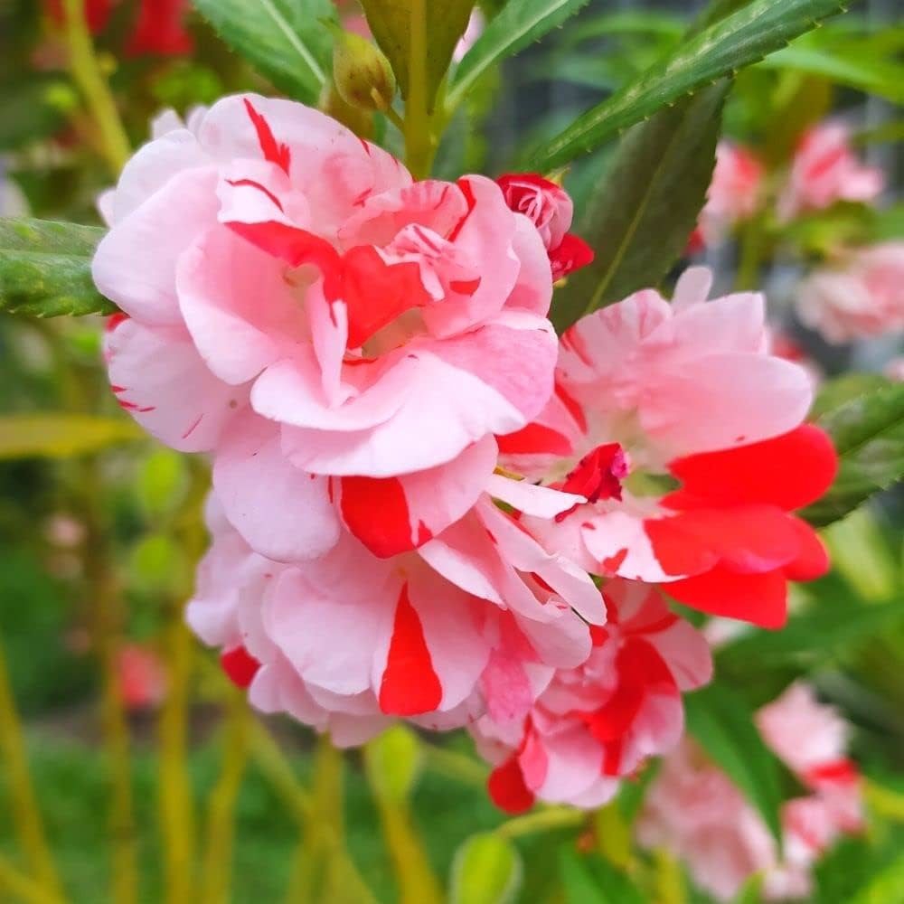 Balsam Single Seeds