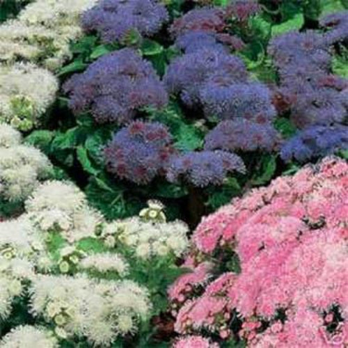 Ageratum Hawaii Mixed Color Seeds