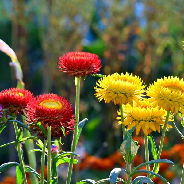 Helichrysum Bracteatum Dwarf Mixed Color Seeds