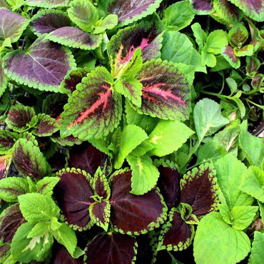 Coleus Rainbow Mixed Color Foliage Plant Seeds