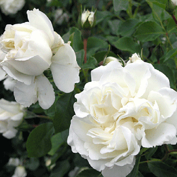 White Meidiland Groundcover Rose