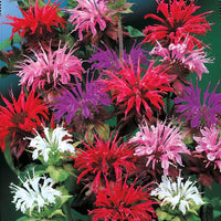 Candy Shop Bee Balm Mixture