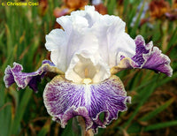 Vapor Bearded Iris