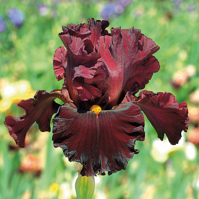 Rarest Red Bearded Iris